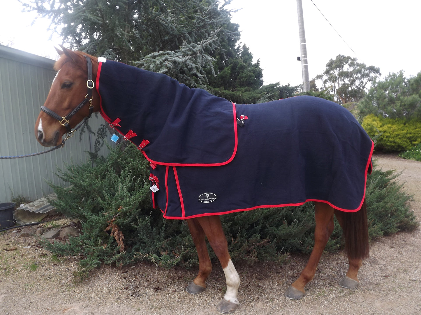 Navy Merino Wool Horse Rug with Detachable Neck and Red Binding