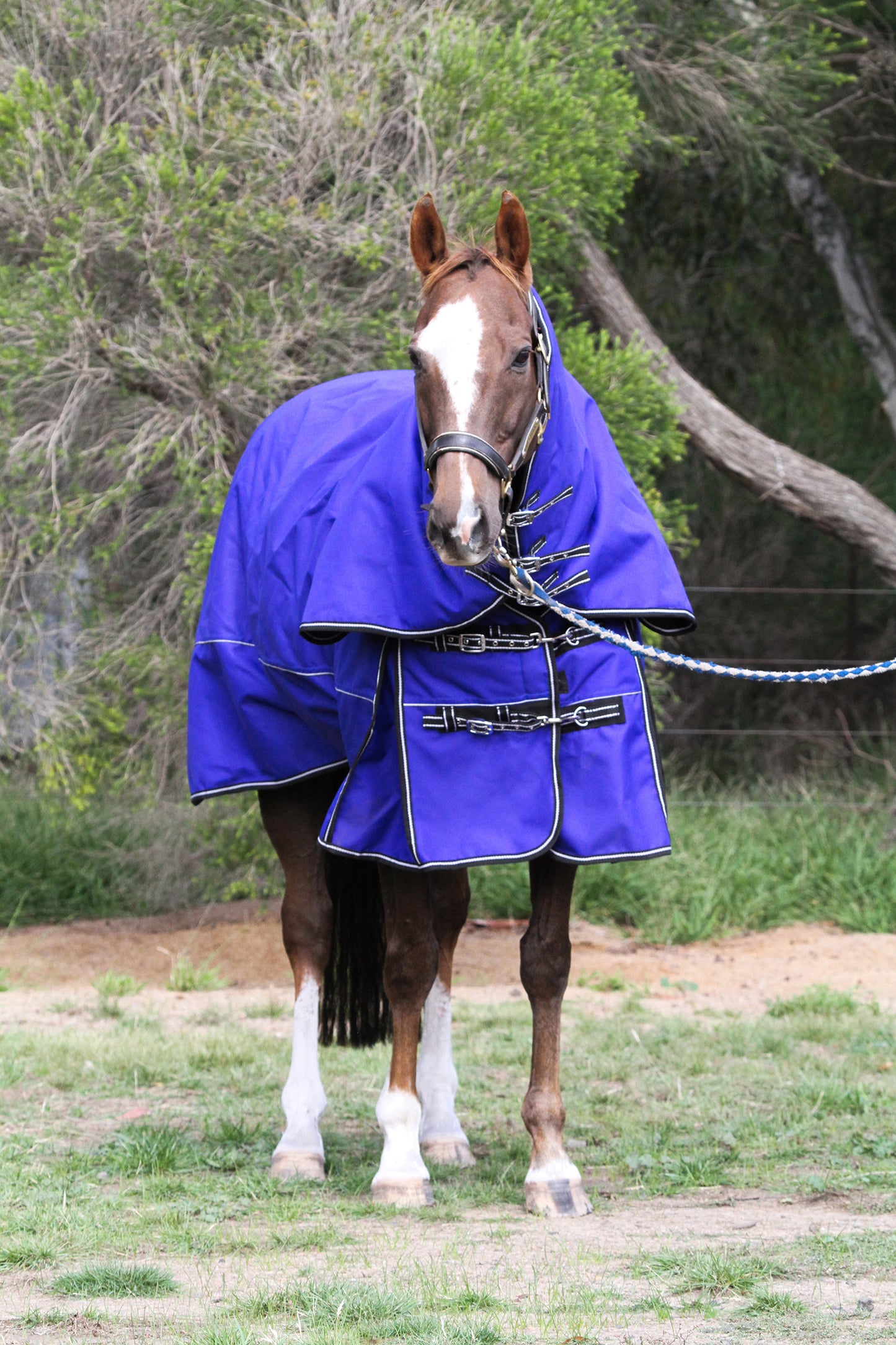 Royal Blue Aussie Bushmaster 2000 Denier 300 GSM Polyfill Waterproof & Breathable Winter Horse Rug